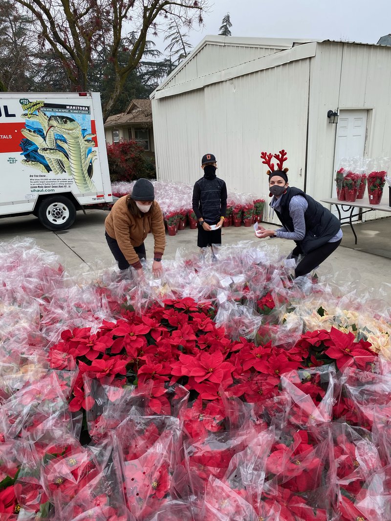 Poinsettia Grams pic2