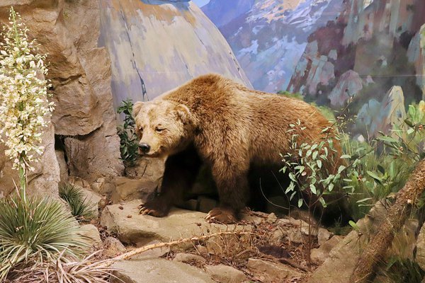 bear2