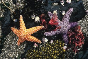 starfish