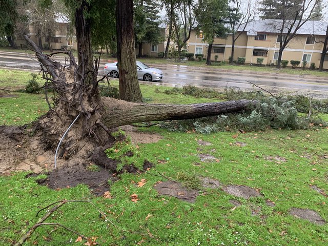 High winds down power lines, trees during storm - Turlock Journal