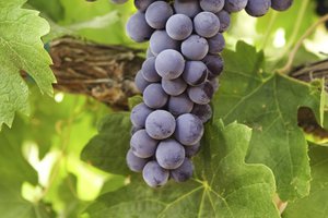 grape