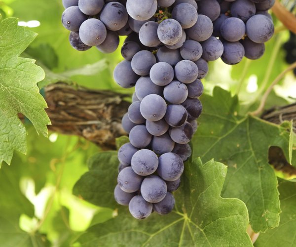 grape