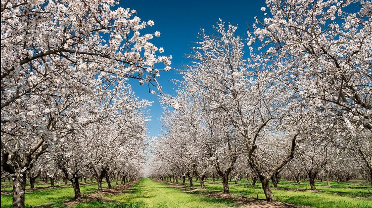 almond trees
