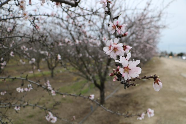 almond bloom