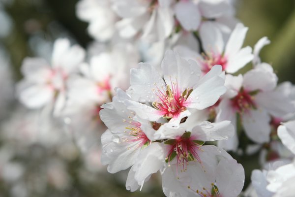 ALMOND TOP