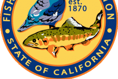 FISH GAME