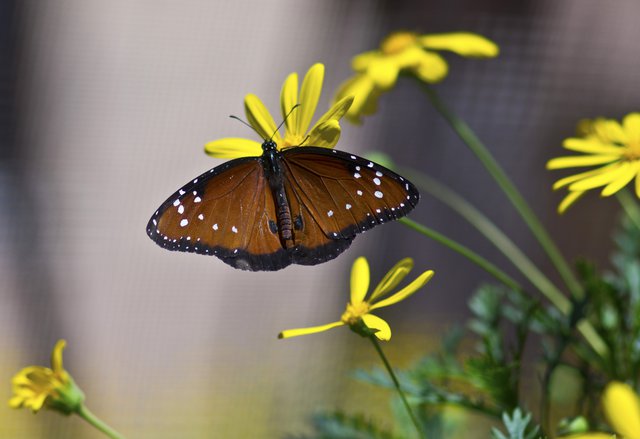 Grants Will Aid Monarch Butterfly Conservation Fund - Vimarsana News