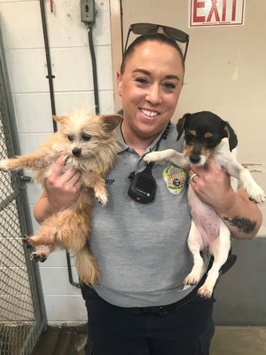dog rescue pic1