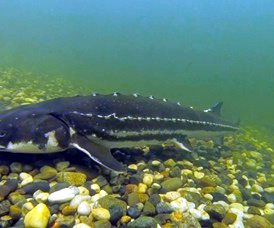 co sturgeon