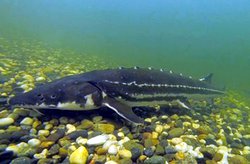 co sturgeon