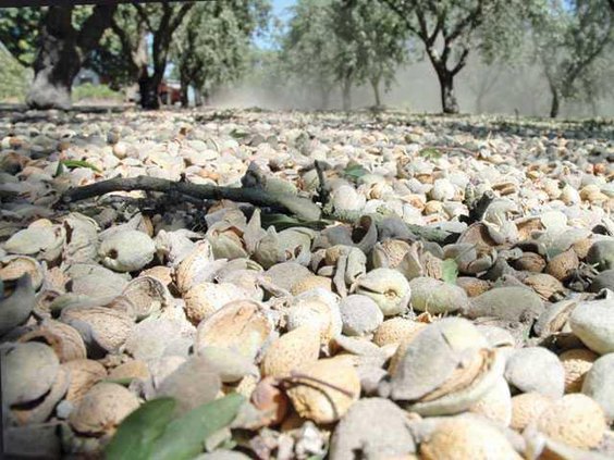 almond harvest