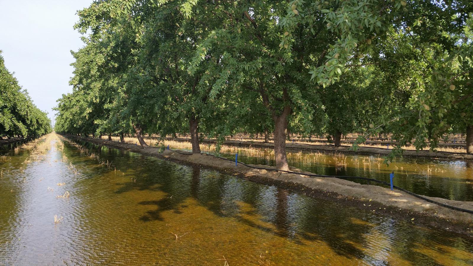 FLOOD IRRIGATION Manteca Bulletin