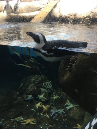 Penguin pix