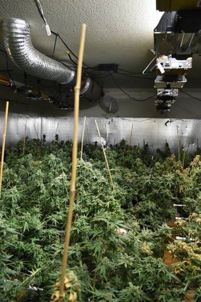 illegal grow