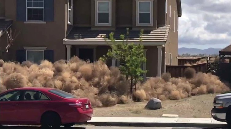 tumbleweed