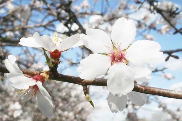 almond blossoms pic2