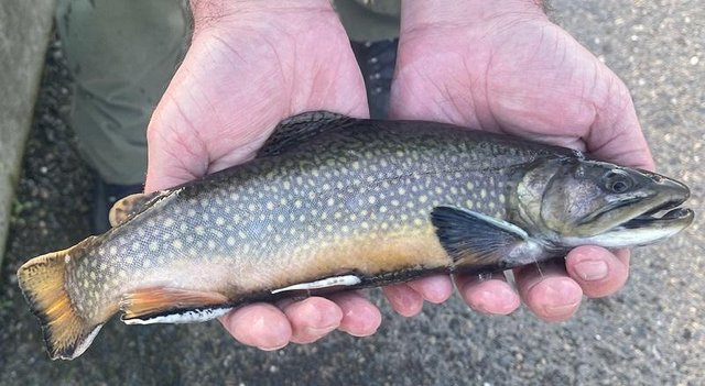 Brook ブルック　Cutthroat Trout Sweat L Brook ブルック Cutthroat Trout Sweat L（Wild Profile: meet