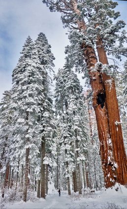 TREE CC