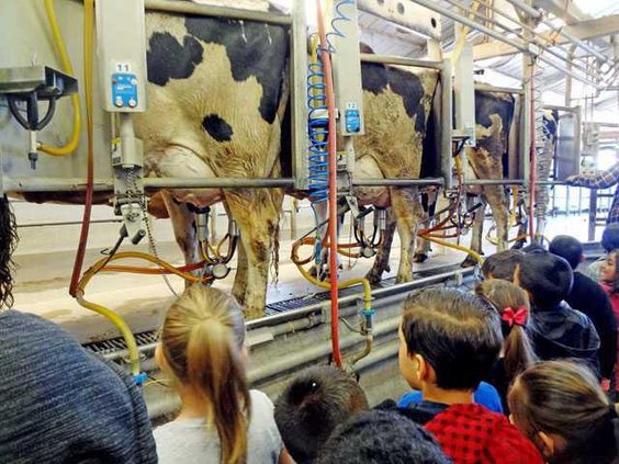 dairy visit
