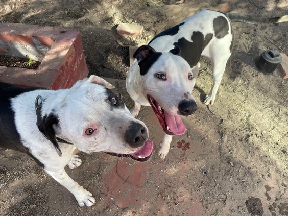 dalmations