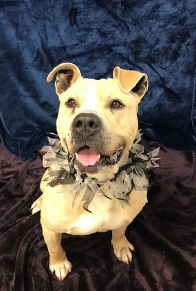 Dog adopt
