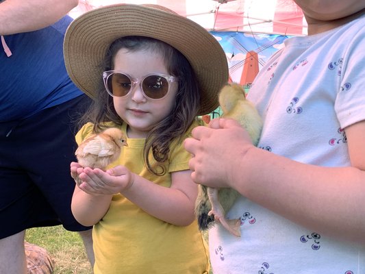Baby chick