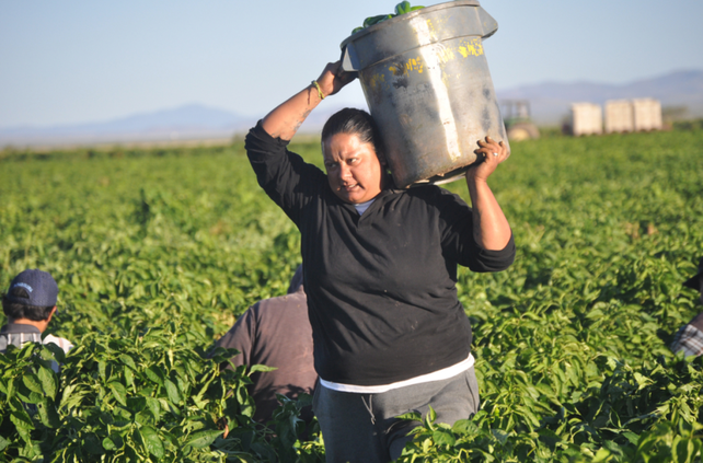 farm worker