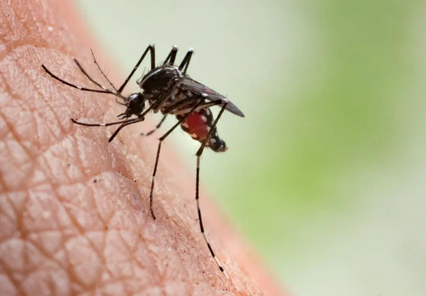 mosquito bite