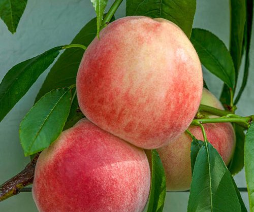peach