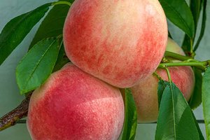 peach