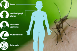 West Nile graphic A