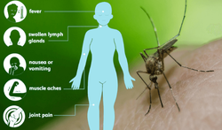 West Nile graphic A