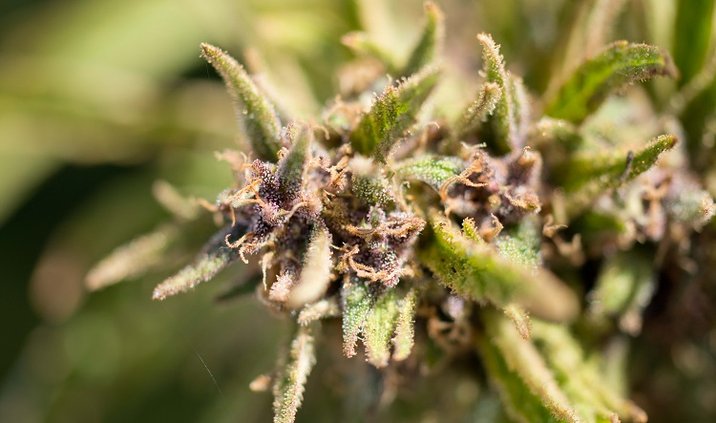 illicit cannabis