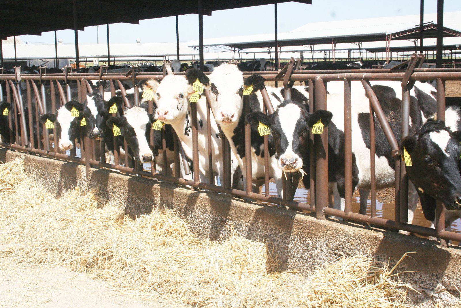 Escalon Farms Part of CDFA Methane Reduction Project Awardees Escalon Times