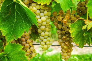 GRAPES