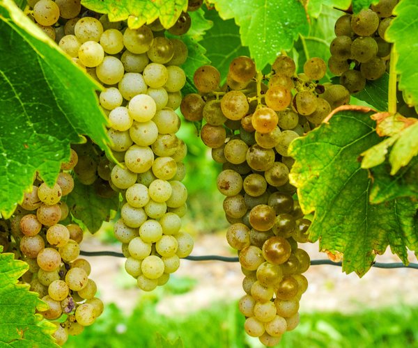 GRAPES