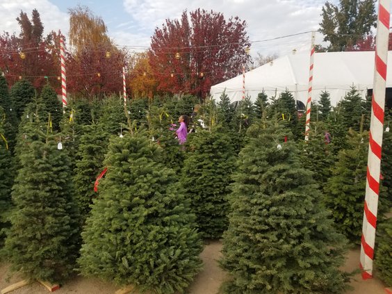 tree lot