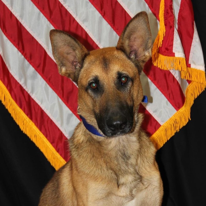 K9 Bravo 2