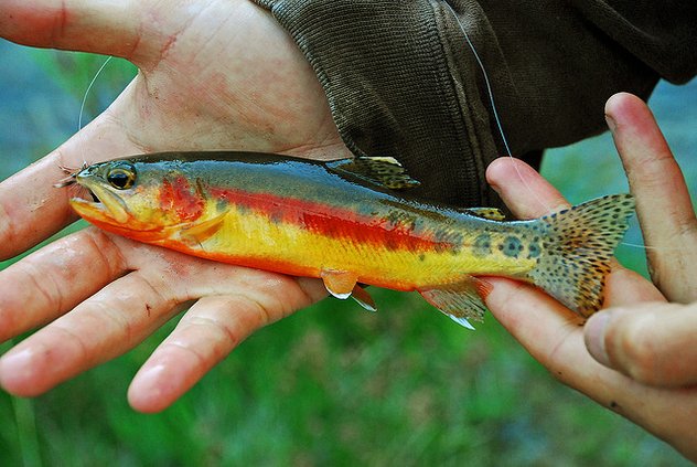 golden trout