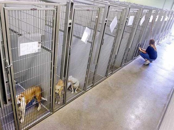 foster kennel