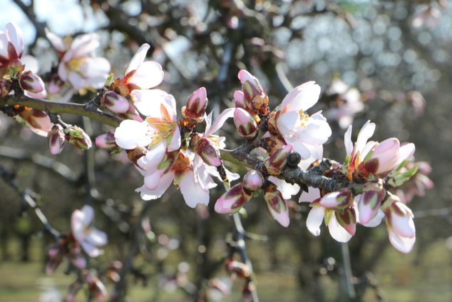 almond bloom