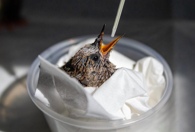 baby animal shower 2