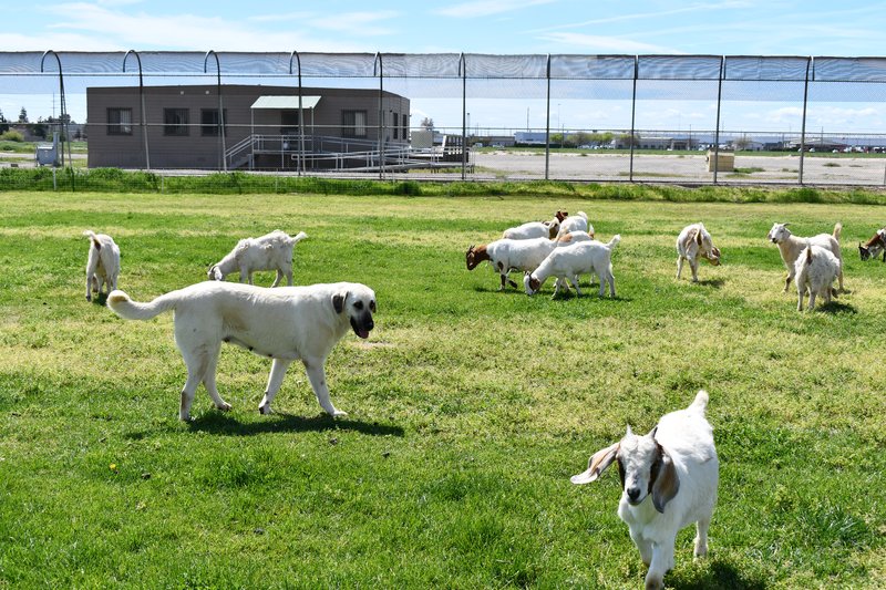 inmate farm goats