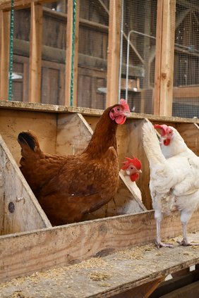 more than chickens