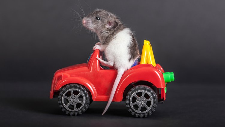 rat running
