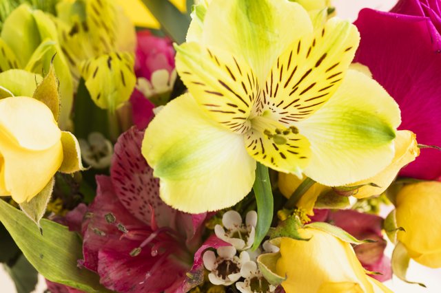 Study Lists New York As Best City For Flowers - Oakdale Leader