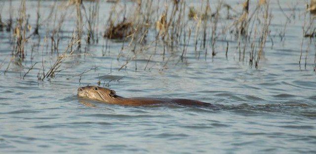 Virtual Public Meeting Focuses On Beaver Restoration - Oakdale Leader
