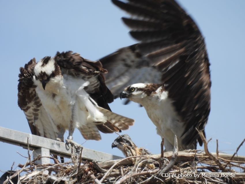Do Osprey Have Their Own Taxonomic Classification? Oakdale Leader