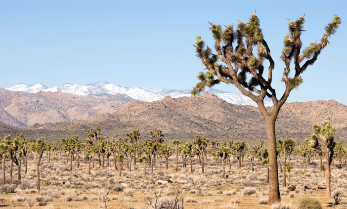 joshua tree