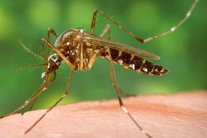 Mosquito WNV 2023